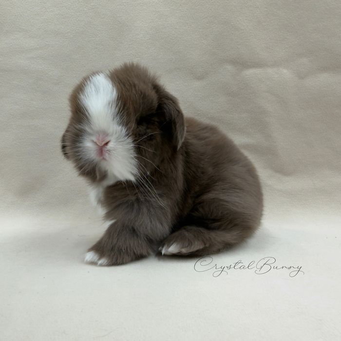 Królik Mini Lop TOP