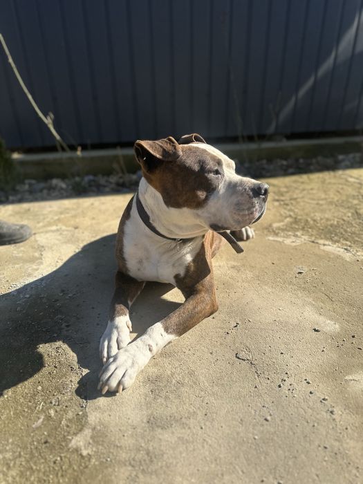 Стаффордширский терьер  Амстафф