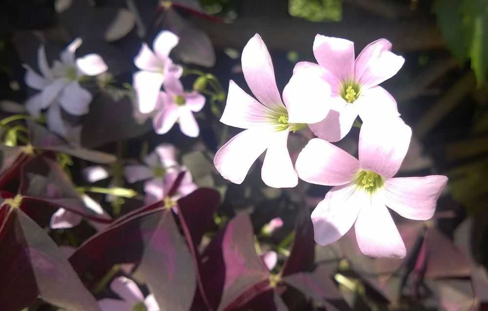Szczawik trójkątny purpurowy Oxalis Triangularis 1100 sztuk + GRATISY