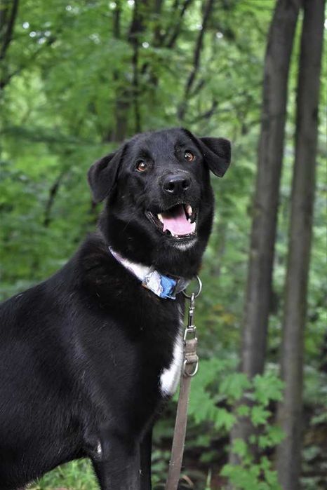 JOGIN - przyjazny, łągodny, wesoły. [FILMIKI]