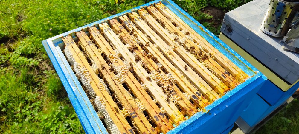 Prawdziwy miód spadziowy ze spadzi iglastej (jodłowej) 1,2kg