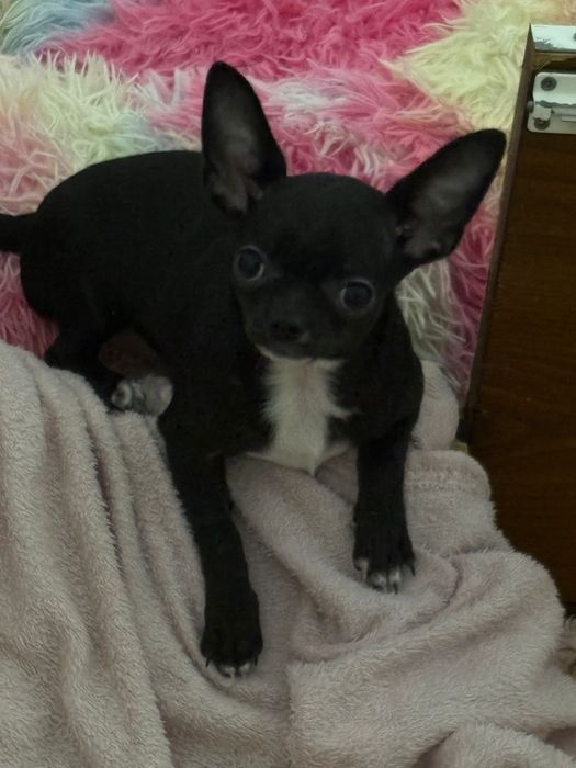 Chihuahua fêmea  linda