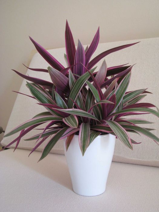 Reo meksykańskie trzykrotka tradeskancja piękna wielokolorowa roślinka