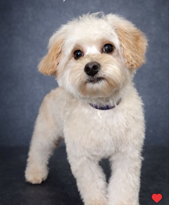 Мальтипу ф 1 хлопець