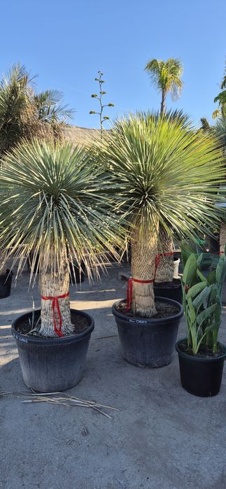 Yucca rostrata.  Palma mrozoodporna.  Juka. Trachycarpus fortunei