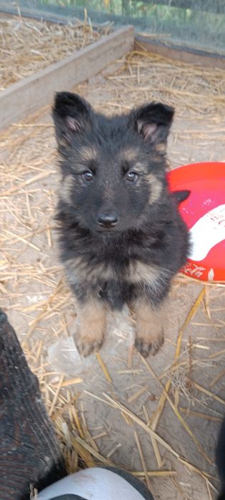 Кабель німецької вівчарки. В'язка.