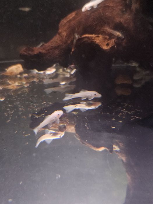 Анциструс snow White не вуаль