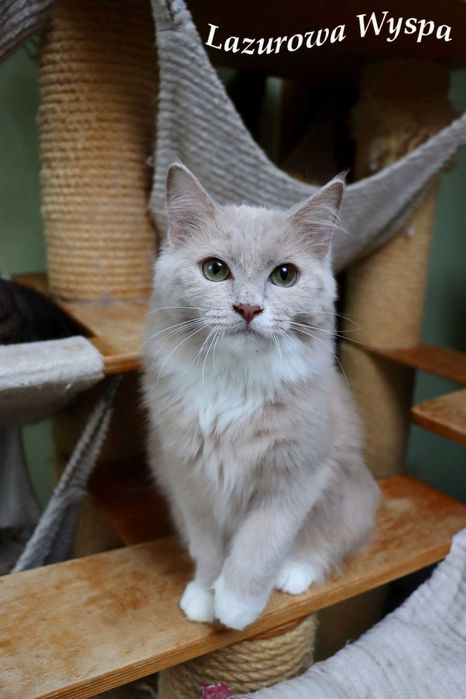 Ragdoll Cherubim Unikatowy fawn