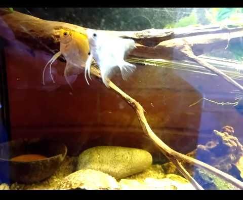 Peixes troncos plantas