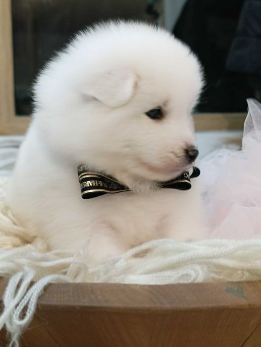 Samoyed szczenię rodowód FCI rodzice