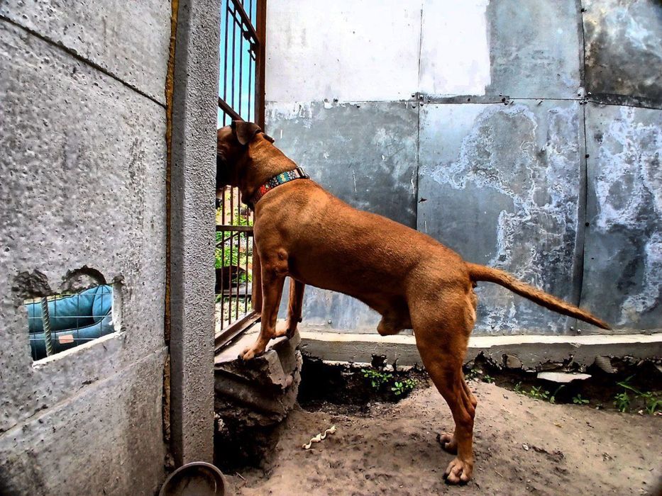 Красавчик стаффорд ищет дом