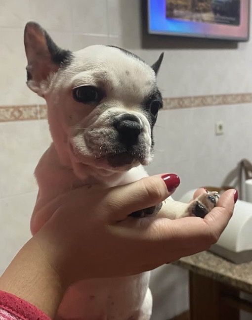 Bulldog frances macho