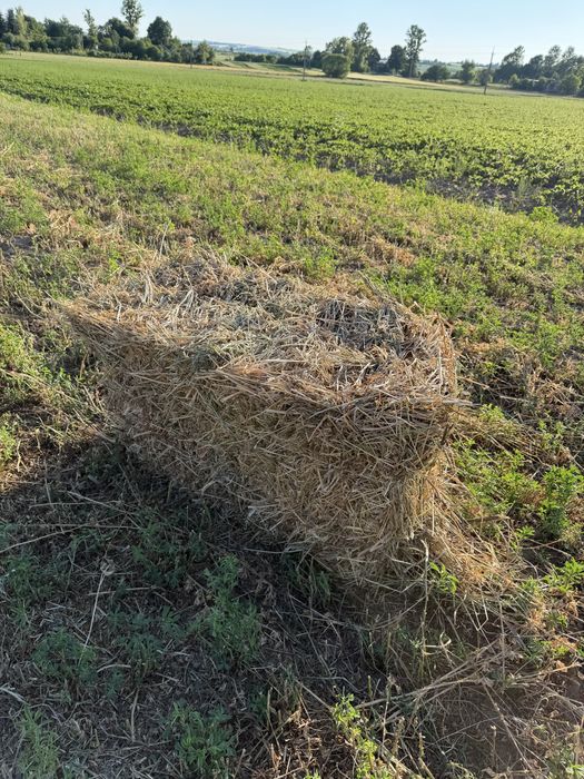 Продам тюки люцерни | Якісна,Суха, чиста, поживна