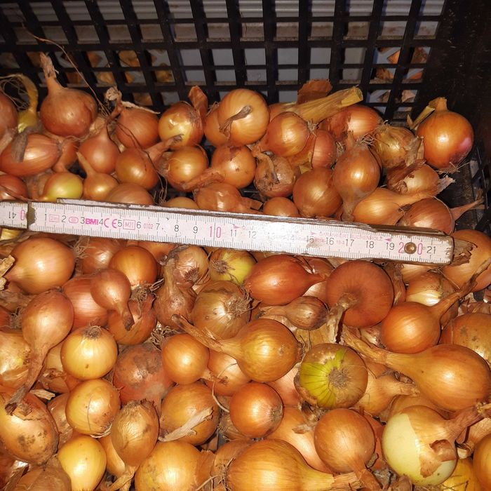 Cebula dymka drobna mała 18-30 mm 20 kg