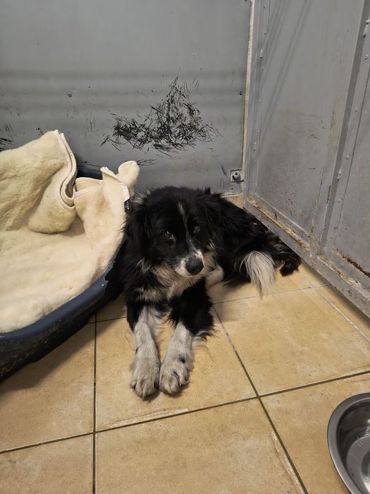 Najbiedniejsze w schronisku! To dla nich wyrok. Zostań domem tymczas.