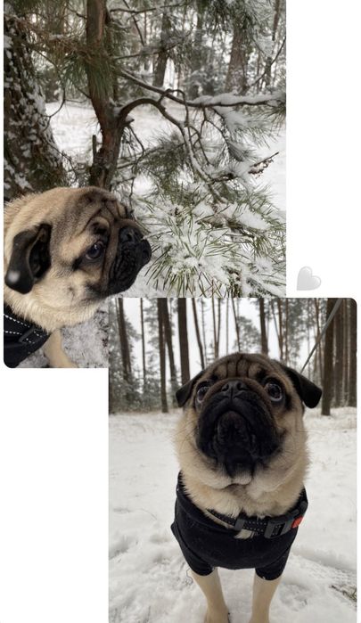 В’язка мопса!