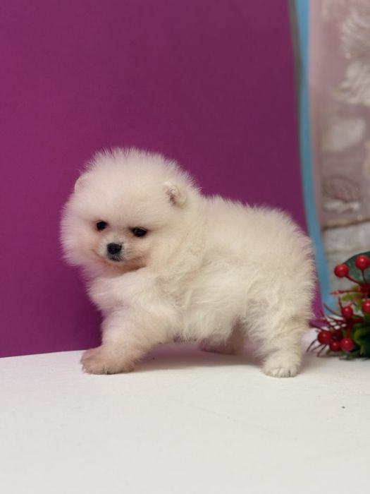 Шикарна дівчина шоу класу