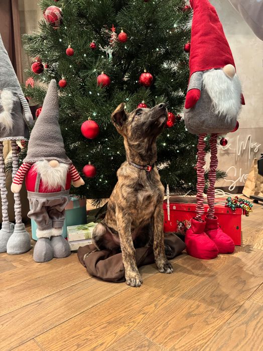 Метиси віддам безкоштовно