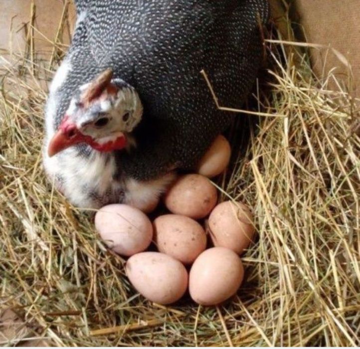 Інкубаційні яйця цесарок