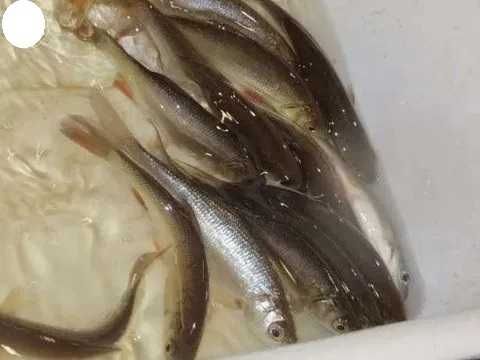 Karp Koj Koi narybek