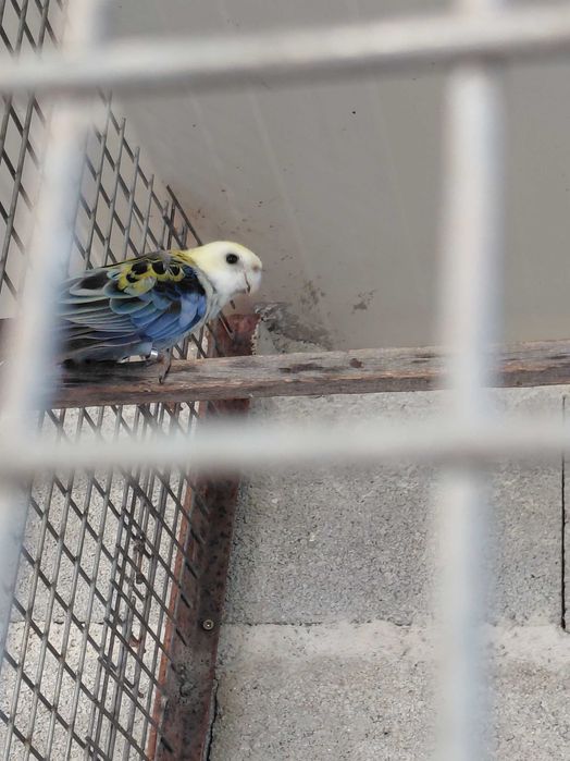 Aves para vender