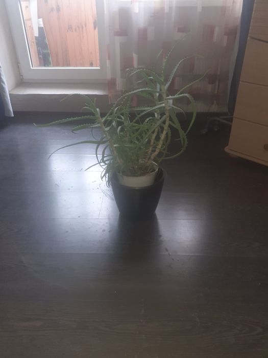 Продам Алое  ,высота 45 см