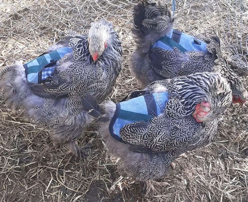 Попонки для кур,індиків.орігинал,важливо розмір,якість