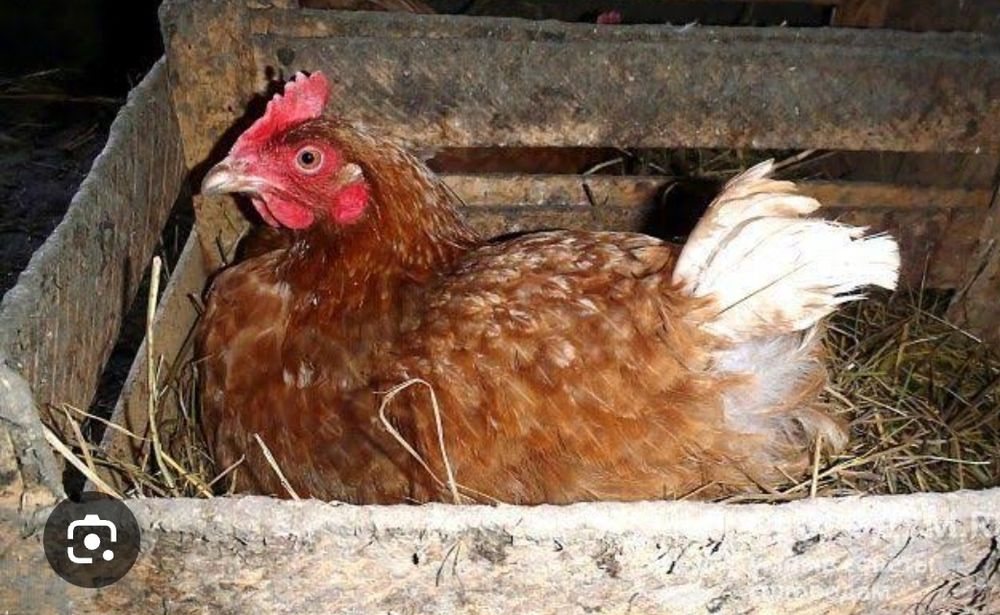 Кури несушки Ломан Браун по 180грн