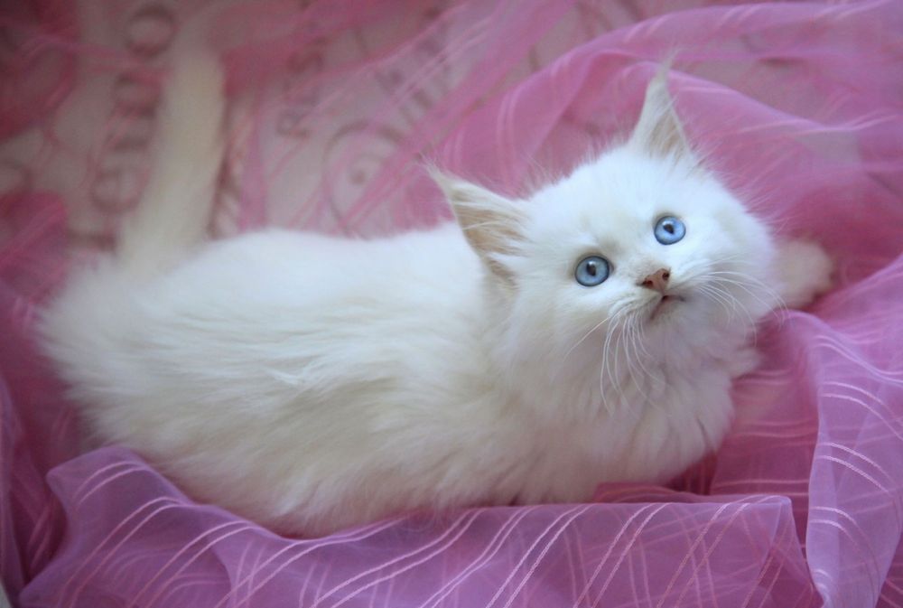 Зимова сніжинка з блакитними очима