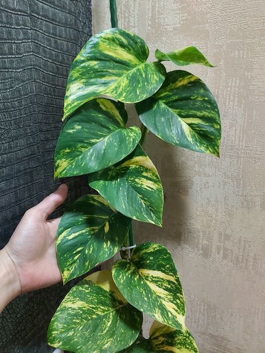 Эпипремнум Гигантеум