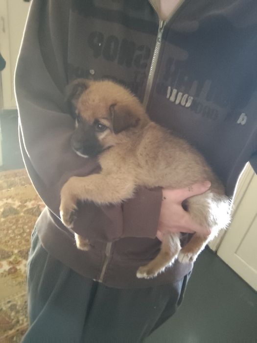 Цуценя дівчинка, 1,5-2 місяці