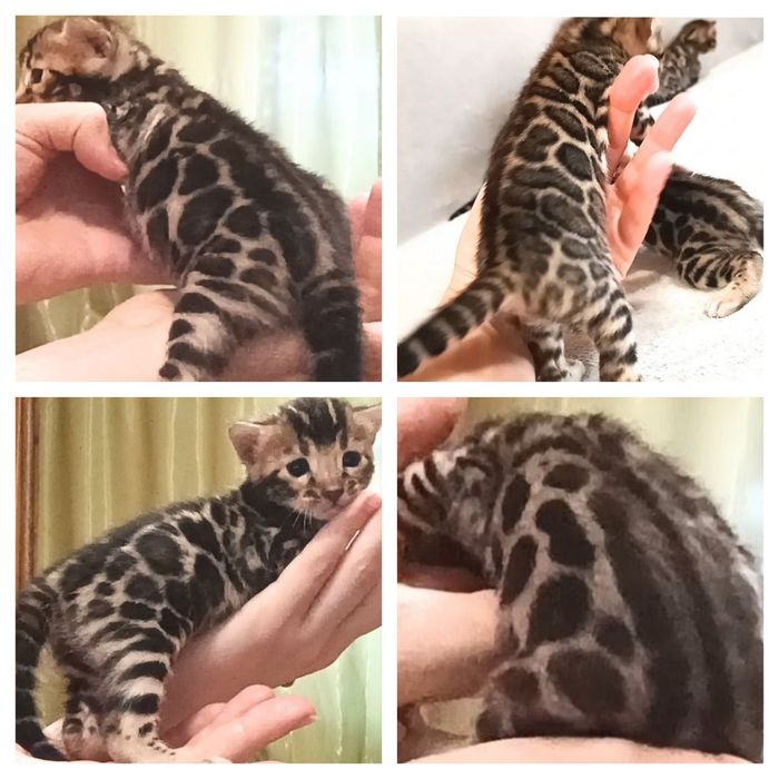 Бенгальские котята, бенгальські кошенята, бенгали