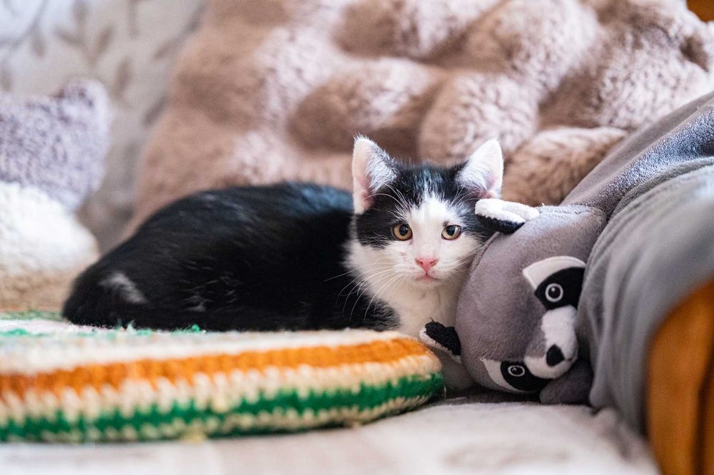 AMOREK – mały Kupidyn, który trafi prosto w Twoje serce