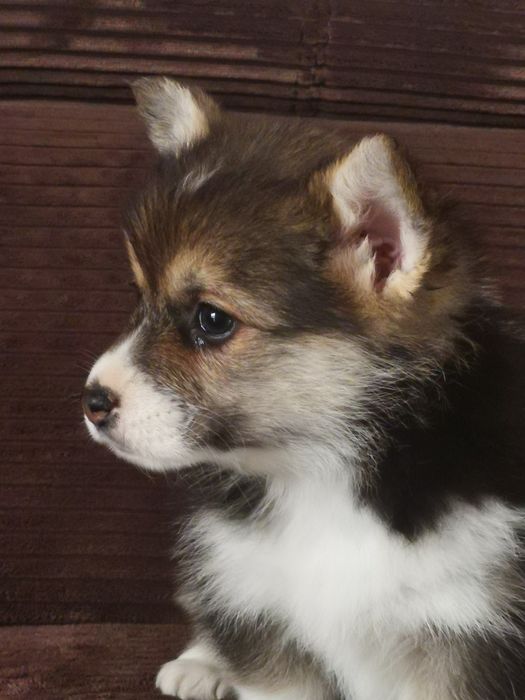 Welsh Corgi Pembroke