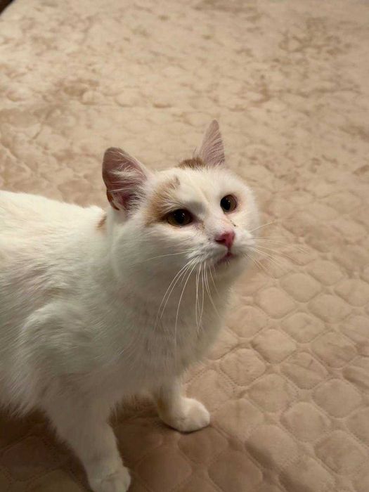 ніжний кіт,дуже лагідний котусик ,молодий котик