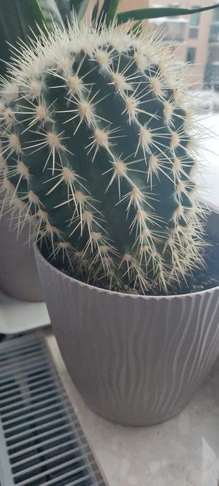 Duzy kaktus, okrągły