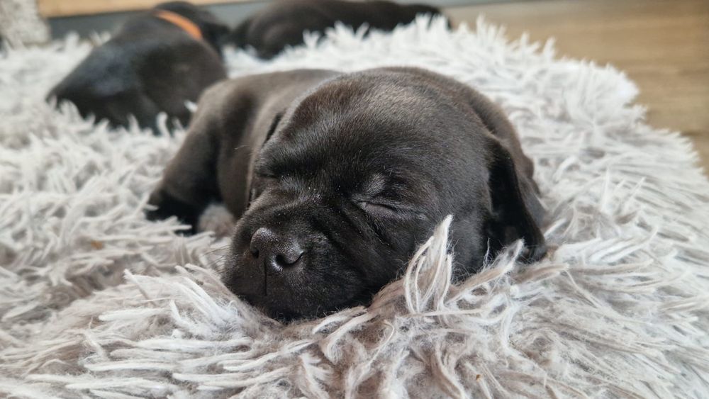 Staffordshire Bull terrier Szczeniak Staffik Suczka