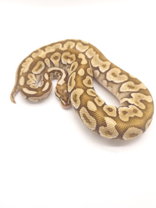 Wąż Subadult Samiec