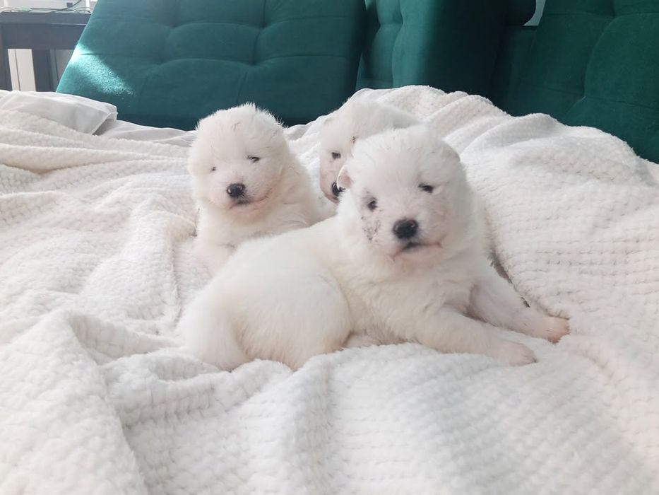 Szczenie samoyed