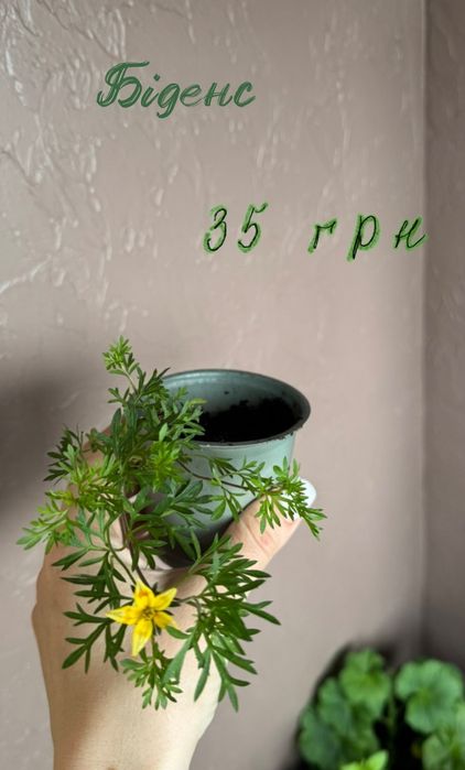 Комнатные и садовые растения