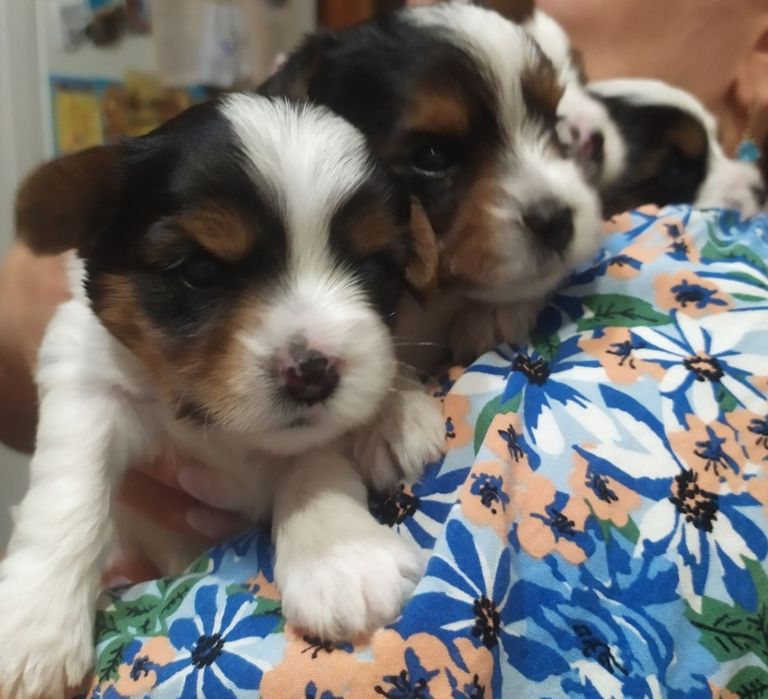 Бівер Йорк. В'язка.