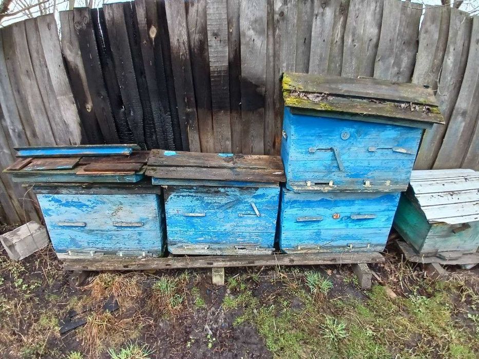 Лежак український 20 рамок