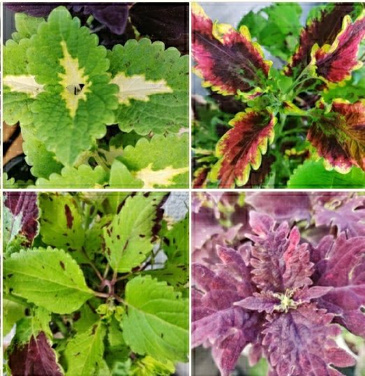 Koleusy - cięte i ukorzenione - coleus