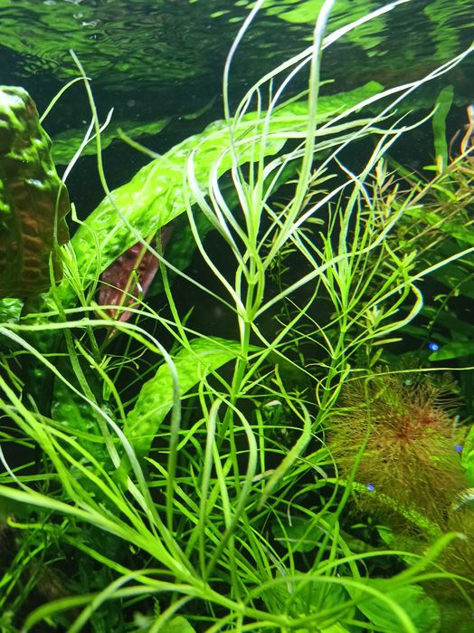 Pogestemon ,roślina o pięknych liściach