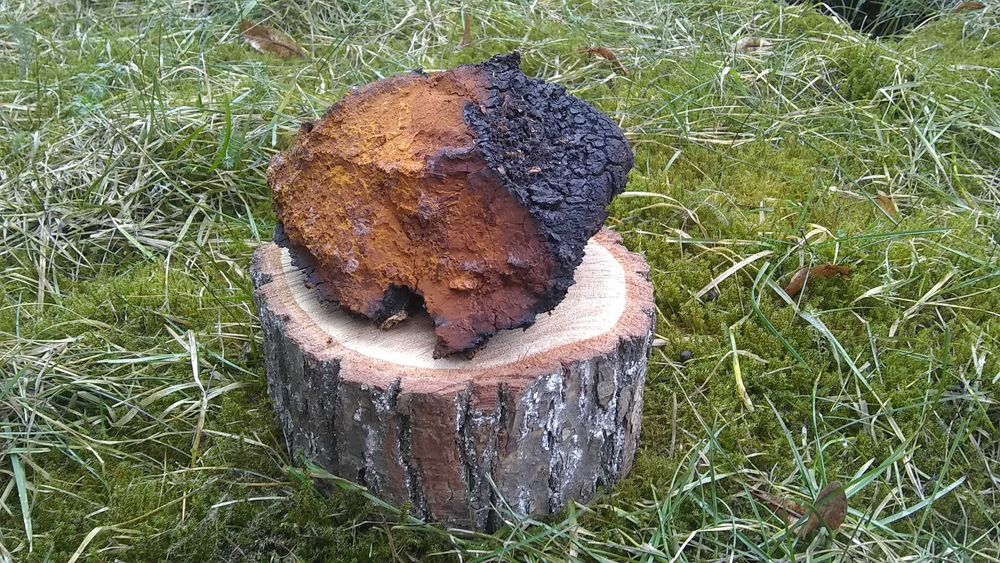 Chaga -guz brzozy