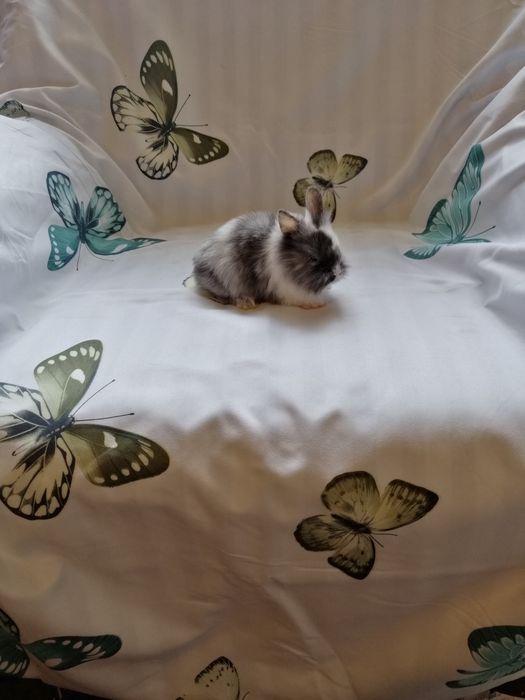 Króliczek karzełek Teddy