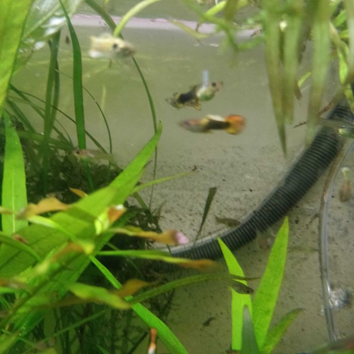 Gupiki narybek z własnej hodowli 3 cm