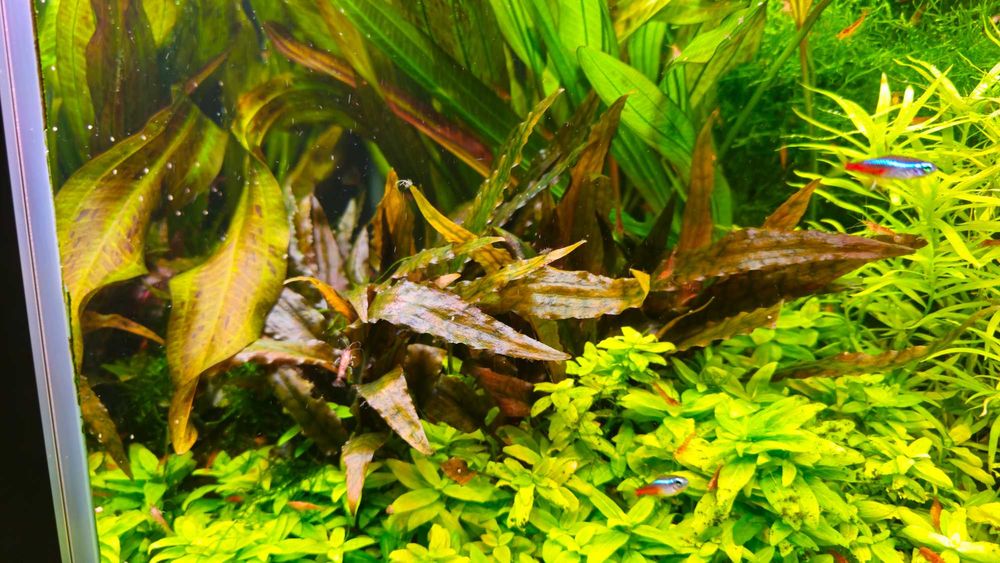 Zwartka Cryptocoryne Walkeri