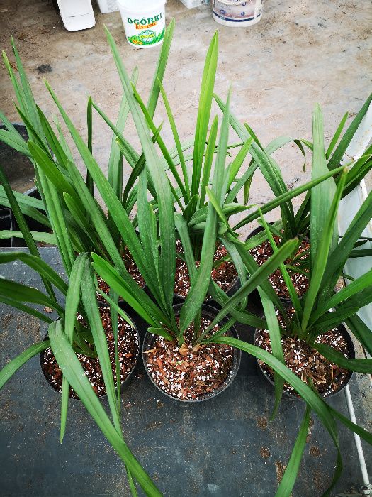 cymbidium storczyk