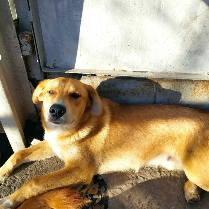 Красивые Щенки бесплатно